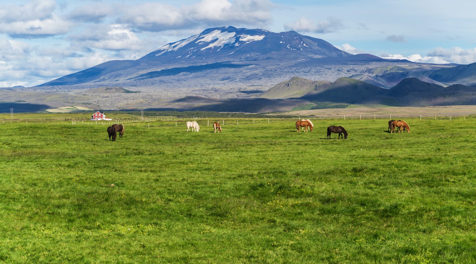 Icelandic horses with mountain at the distance on south shore of Iceland