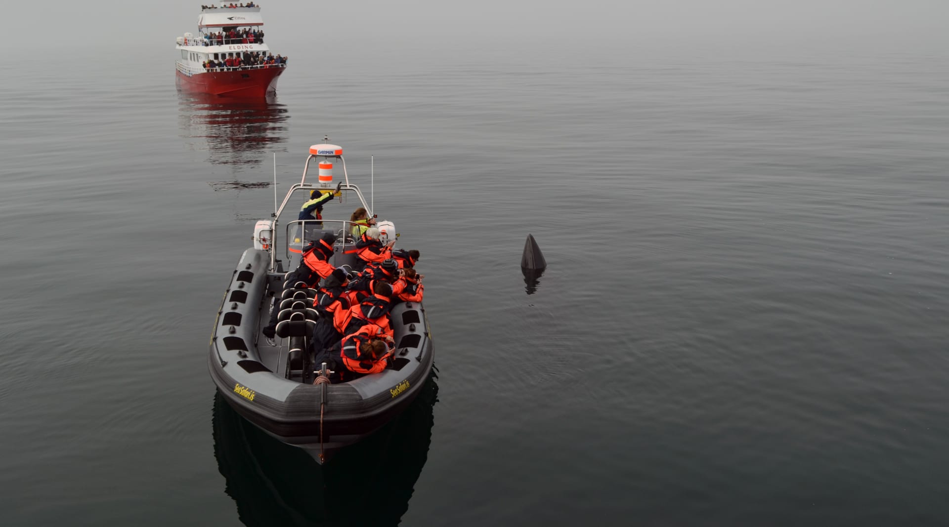 Whale Safari Tour From Reykjavík In Iceland Gets Close to A Minke Whale