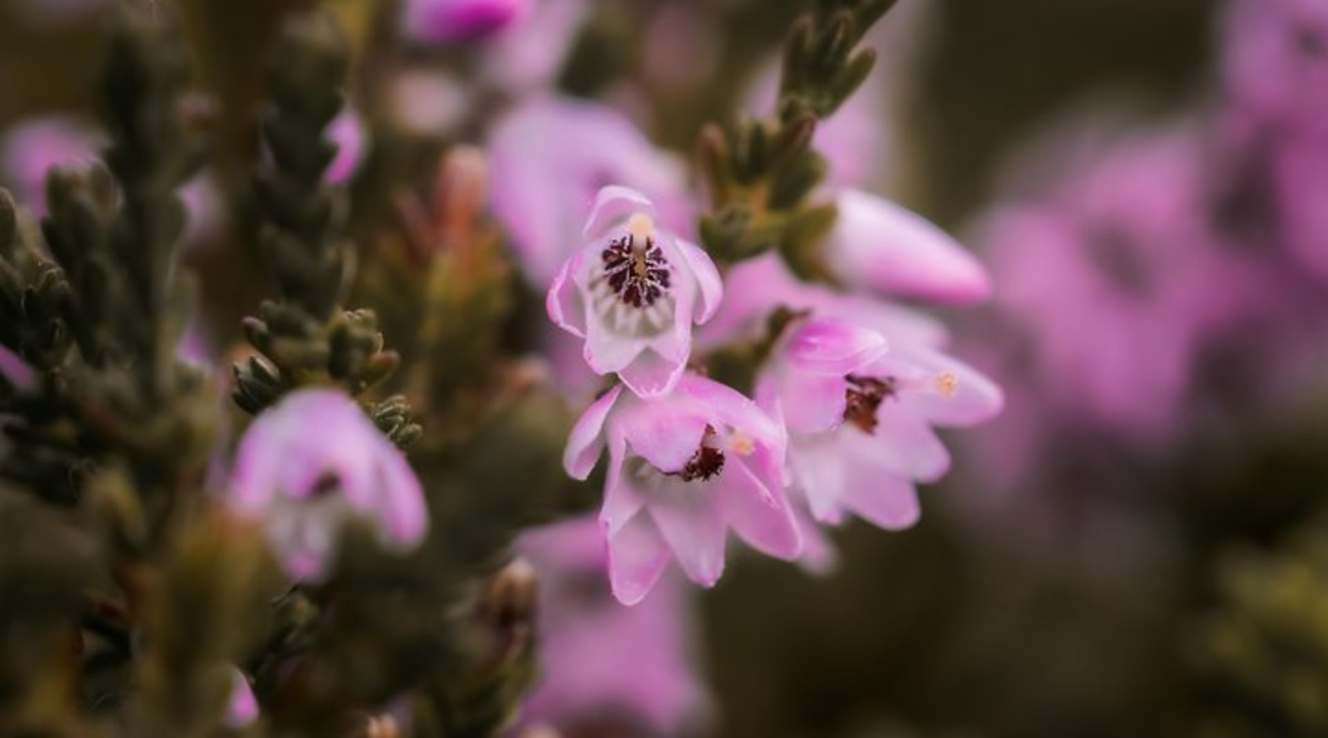 Arctic nature in the summertime, detail