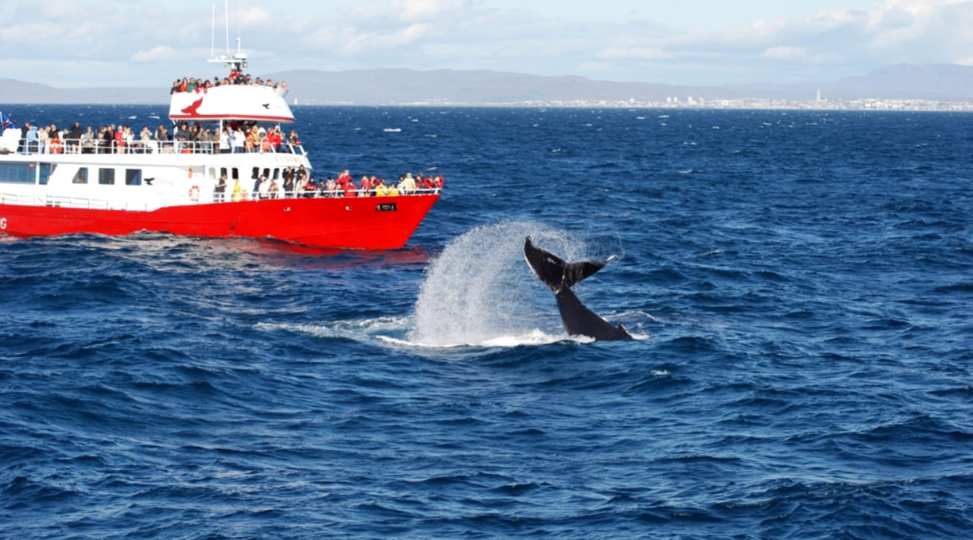 Whale Watching in Iceland Faxaflói Bay