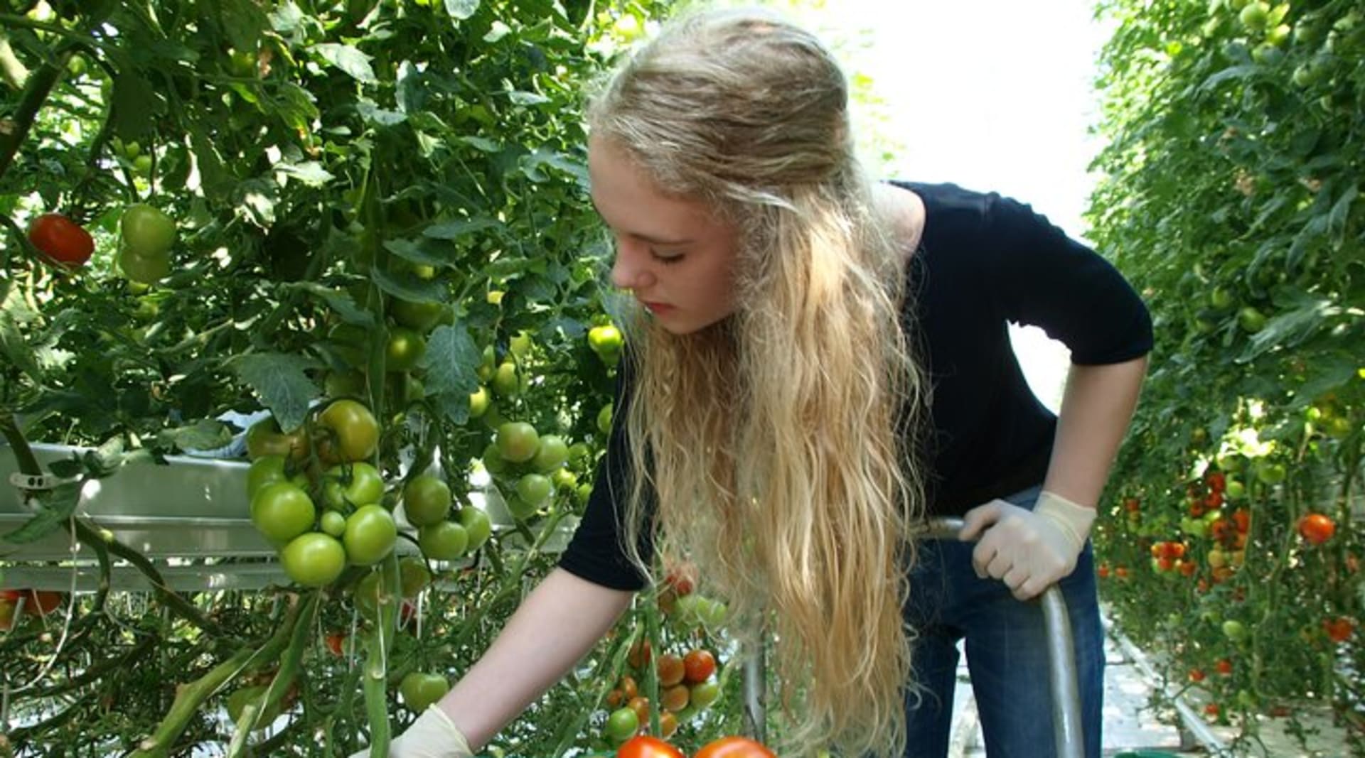 Collecting the tomatos