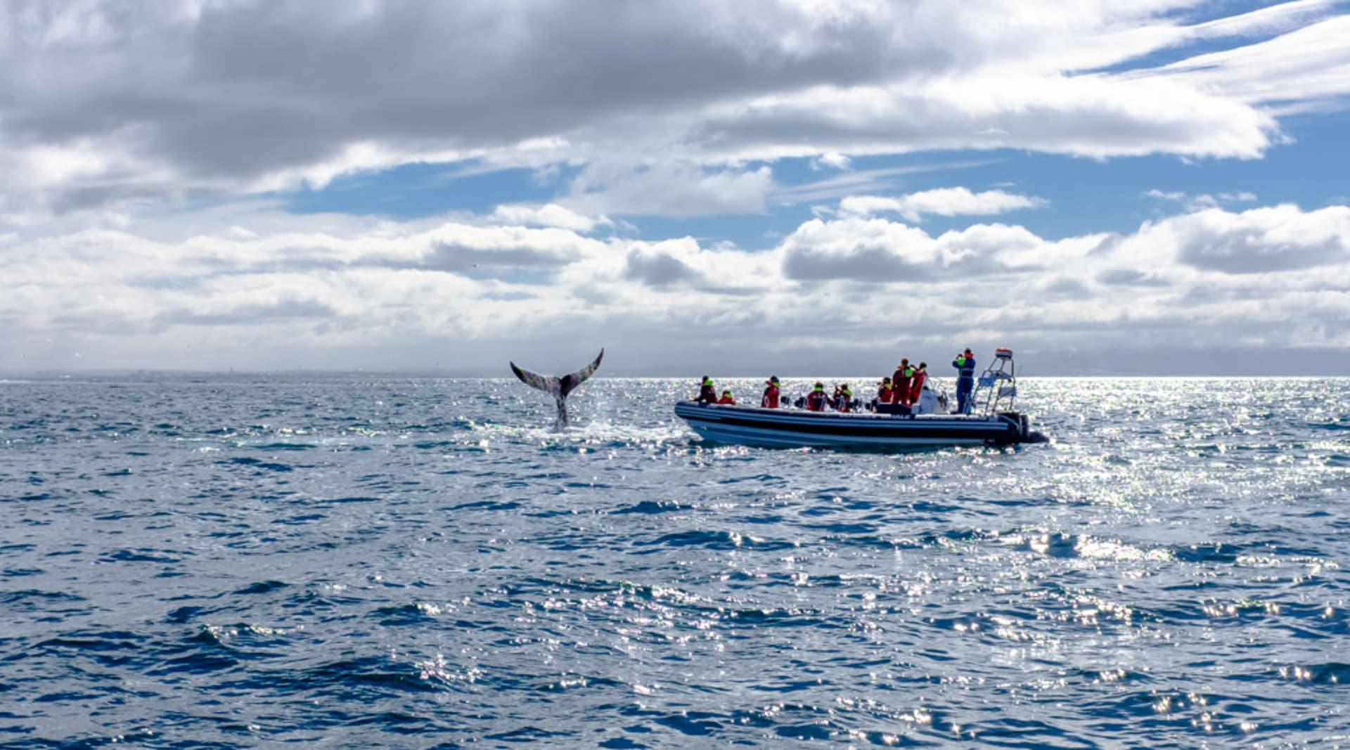 Humpback showing off by one of our RIB boats