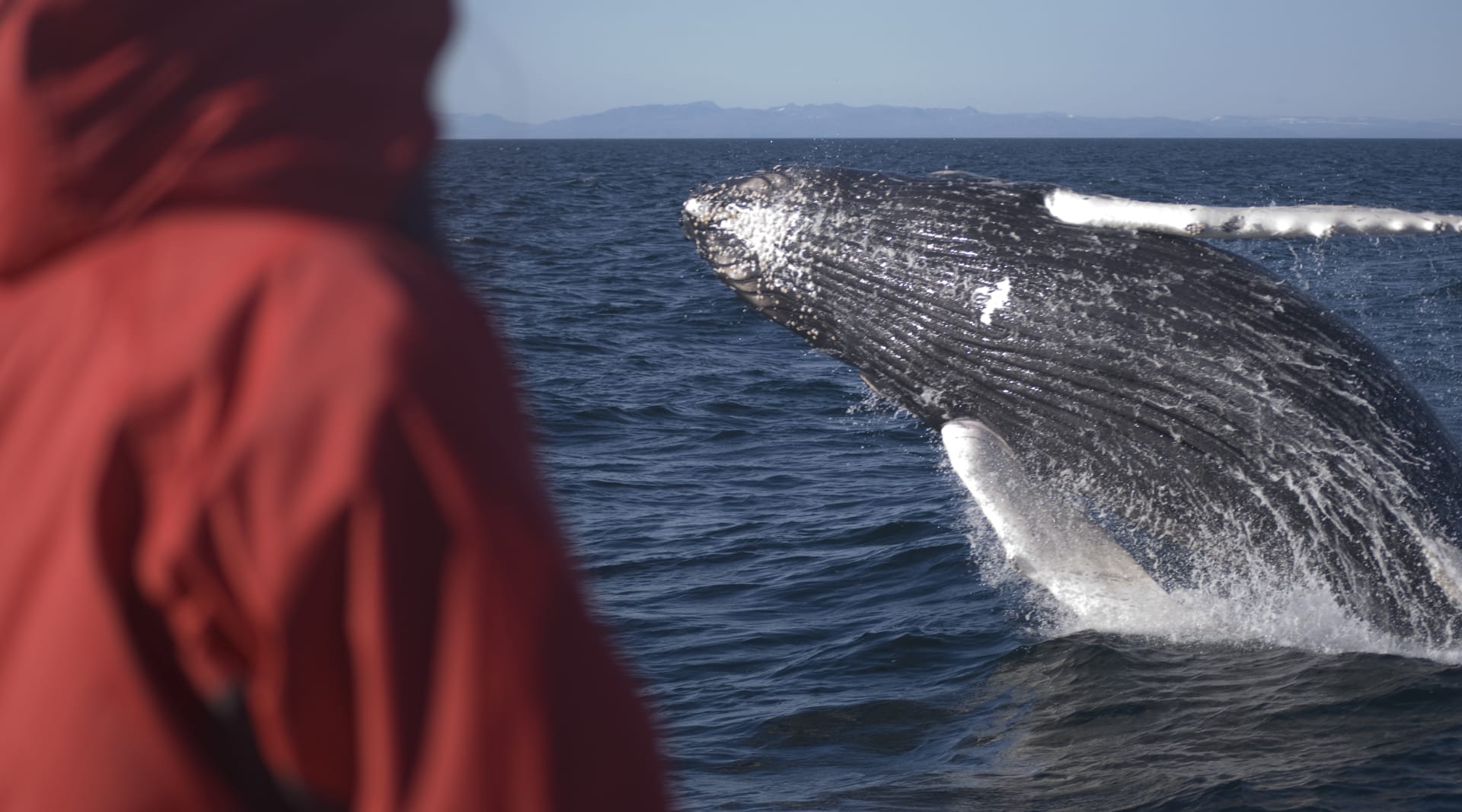 Person seeing humpback whale jump out of the water