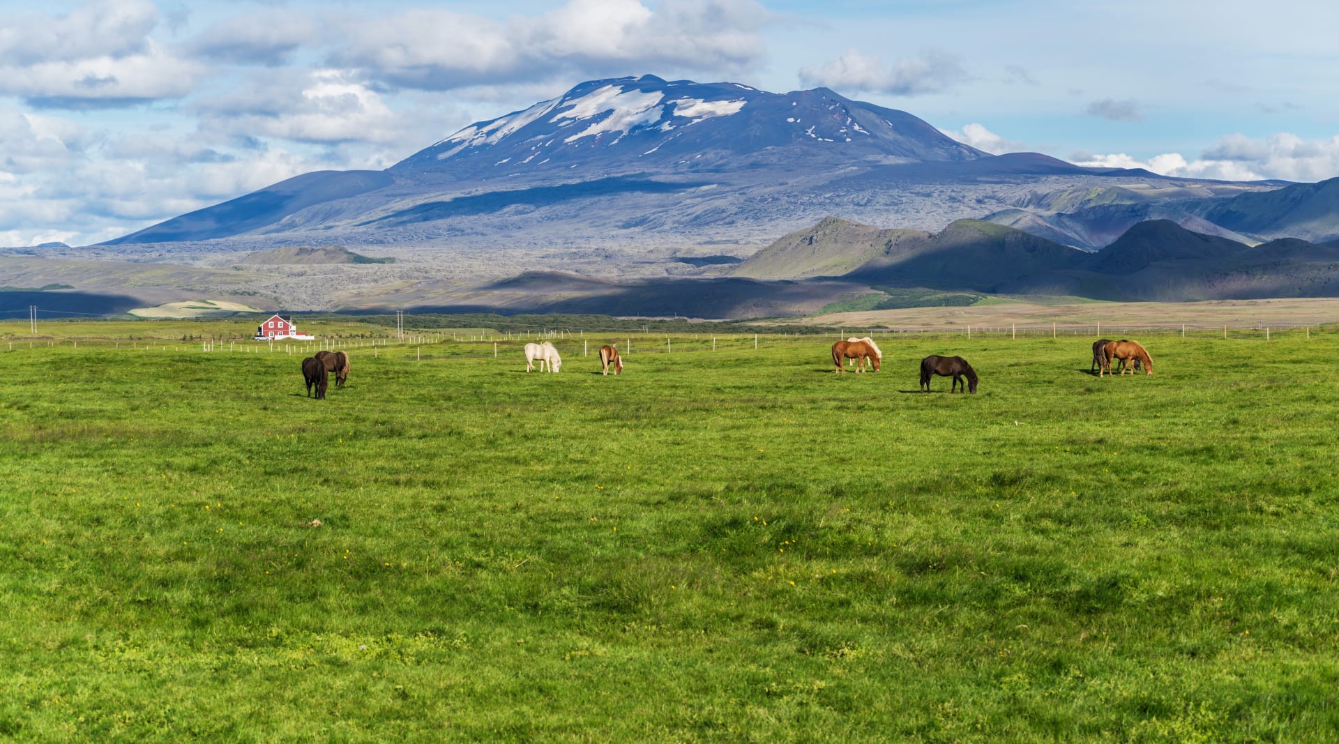 Icelandic Country Side on South Coast of Iceland, Horses with mountain in background