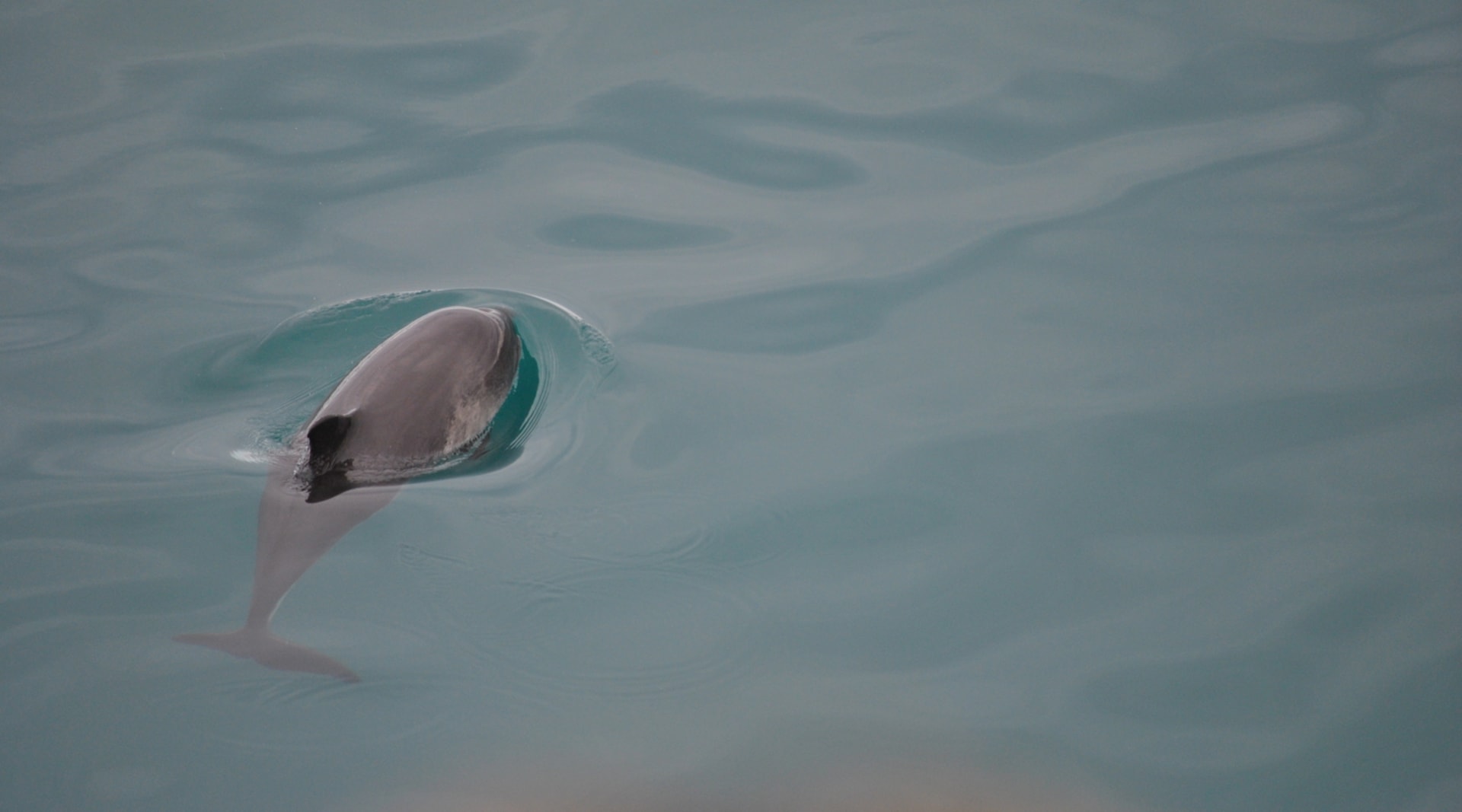 Whale Watching in Iceland, Dolphin peeking from surface