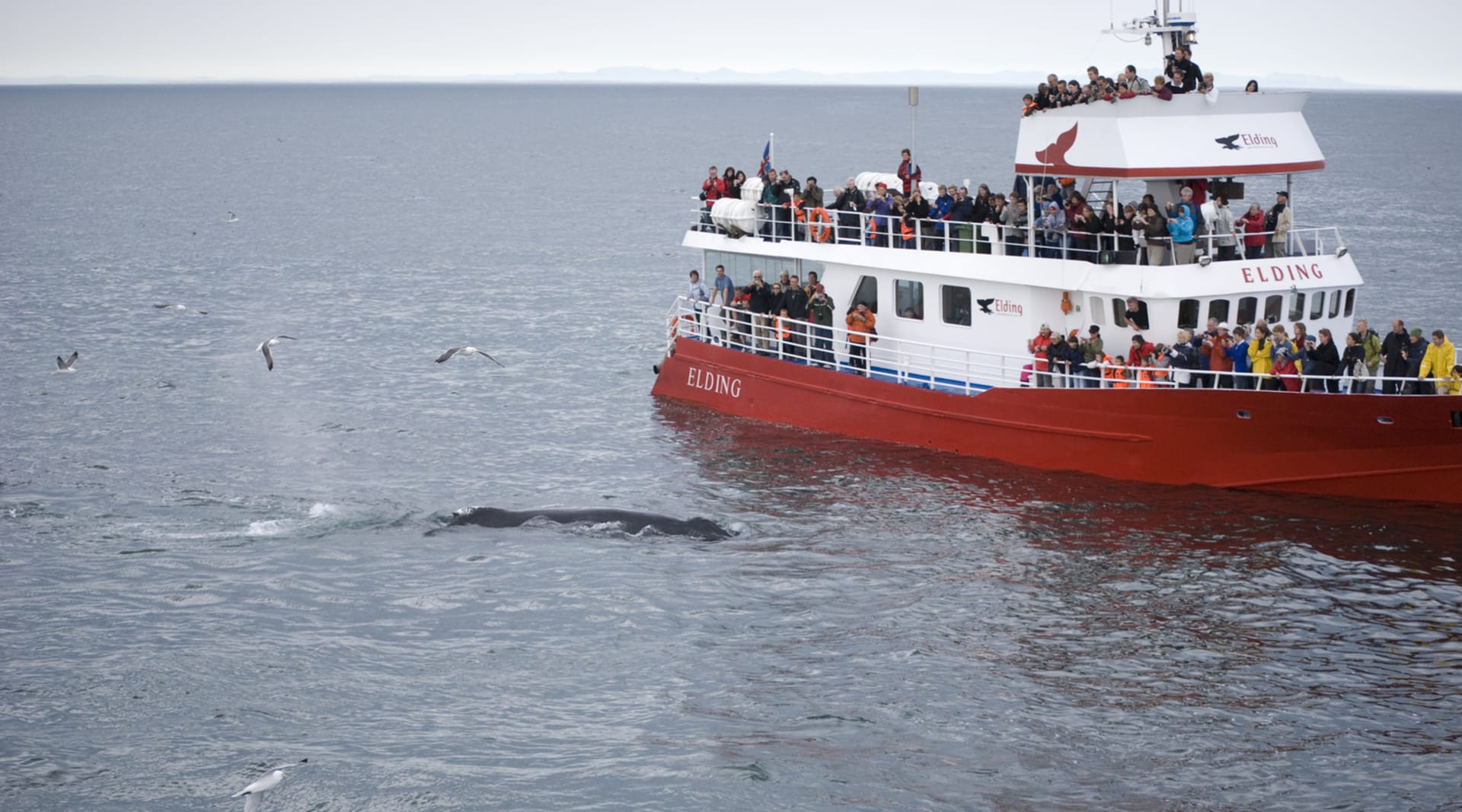 Whale Watching in Iceland Whale Watching Ship, Birds and a Whale