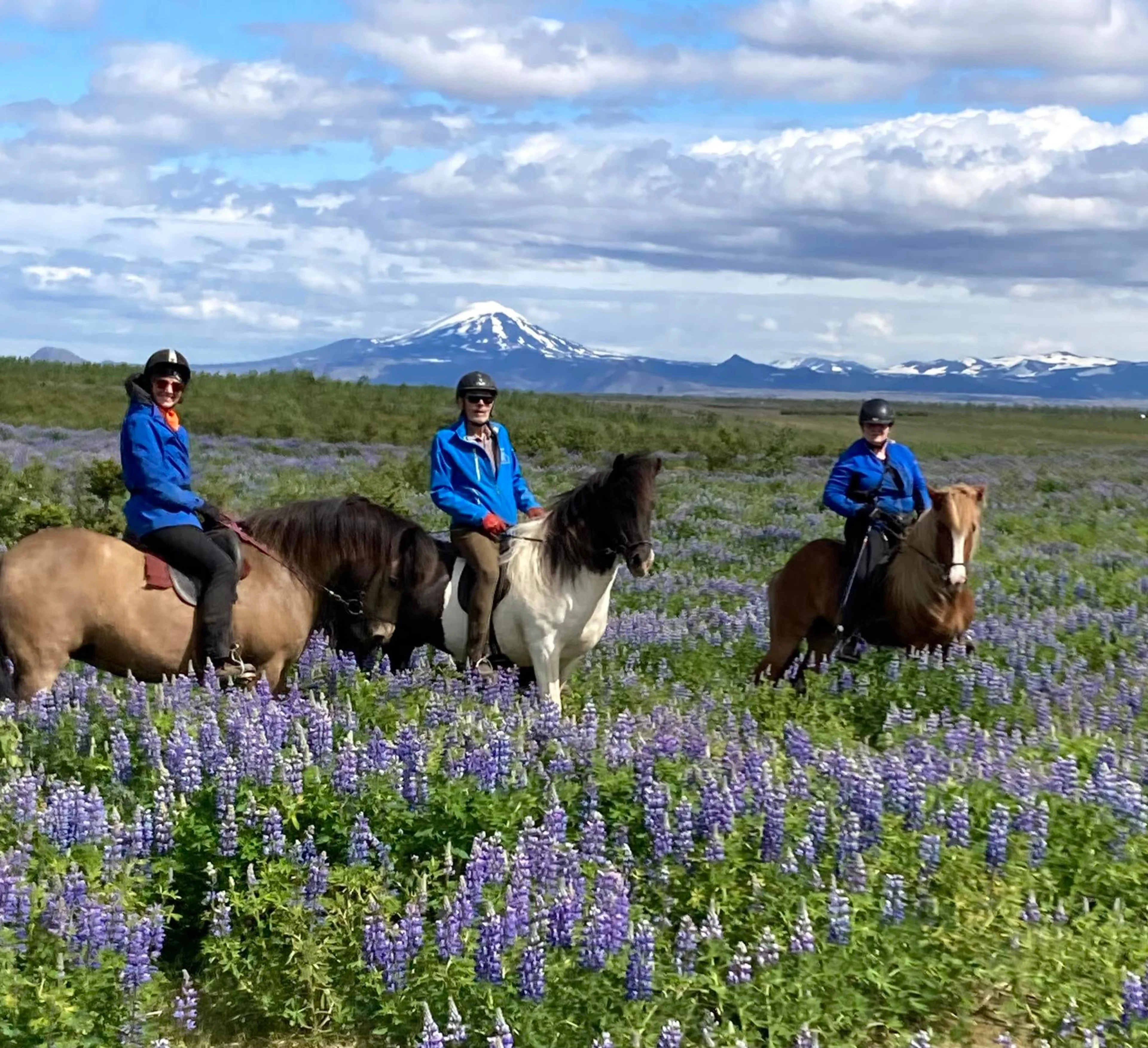 Cute horses posing for the camera