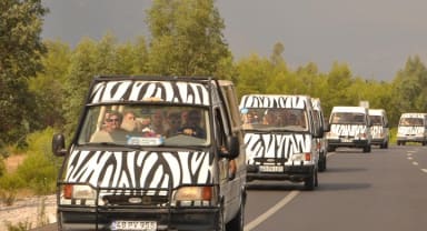 Thumbnail about Zebra Bus Safari