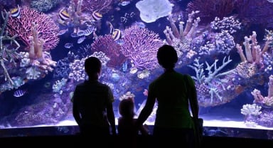 Thumbnail about Antalya aquarium from Alanya