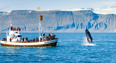 Thumbnail about Breaching humpback whale