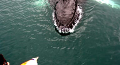 Thumbnail about Humpback saying hello in a whale watching tour from Dalvik north Iceland