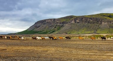 Thumbnail about Icelandic Horses running in the highlands by the banks of Thjorsa with Burfell behind