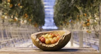 Thumbnail about Tasting fresh tomatoes at Fridheimar Farm