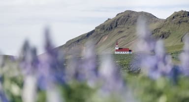 Thumbnail about Beautiful country side church at Viking village surrounded by Alaska lupins