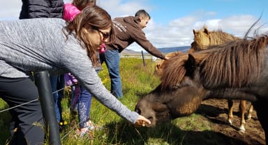 Thumbnail about Saying hello to the horses
