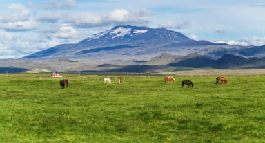 Thumbnail about Icelandic Country Side on South Coast of Iceland, Horses with mountain in background