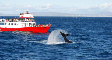 Thumbnail about Whale Watching in Iceland Faxaflói Bay