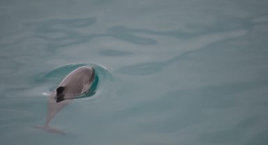 Thumbnail about Whale Watching in Iceland, Dolphin peeking from surface