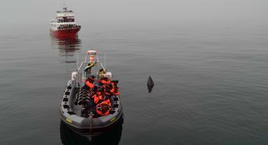 Thumbnail about Whale Safari Tour From Reykjavík In Iceland Gets Close to A Minke Whale