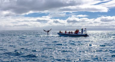 Thumbnail about Humpback showing off by one of our RIB boats