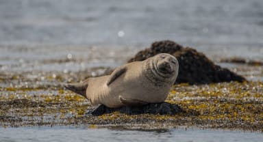 Thumbnail about A seal chilling at &Yacute;tri Tunga