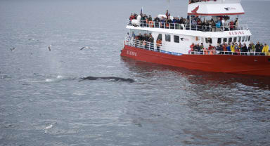 Thumbnail about Whale Watching in Iceland Whale Watching Ship, Birds and a Whale