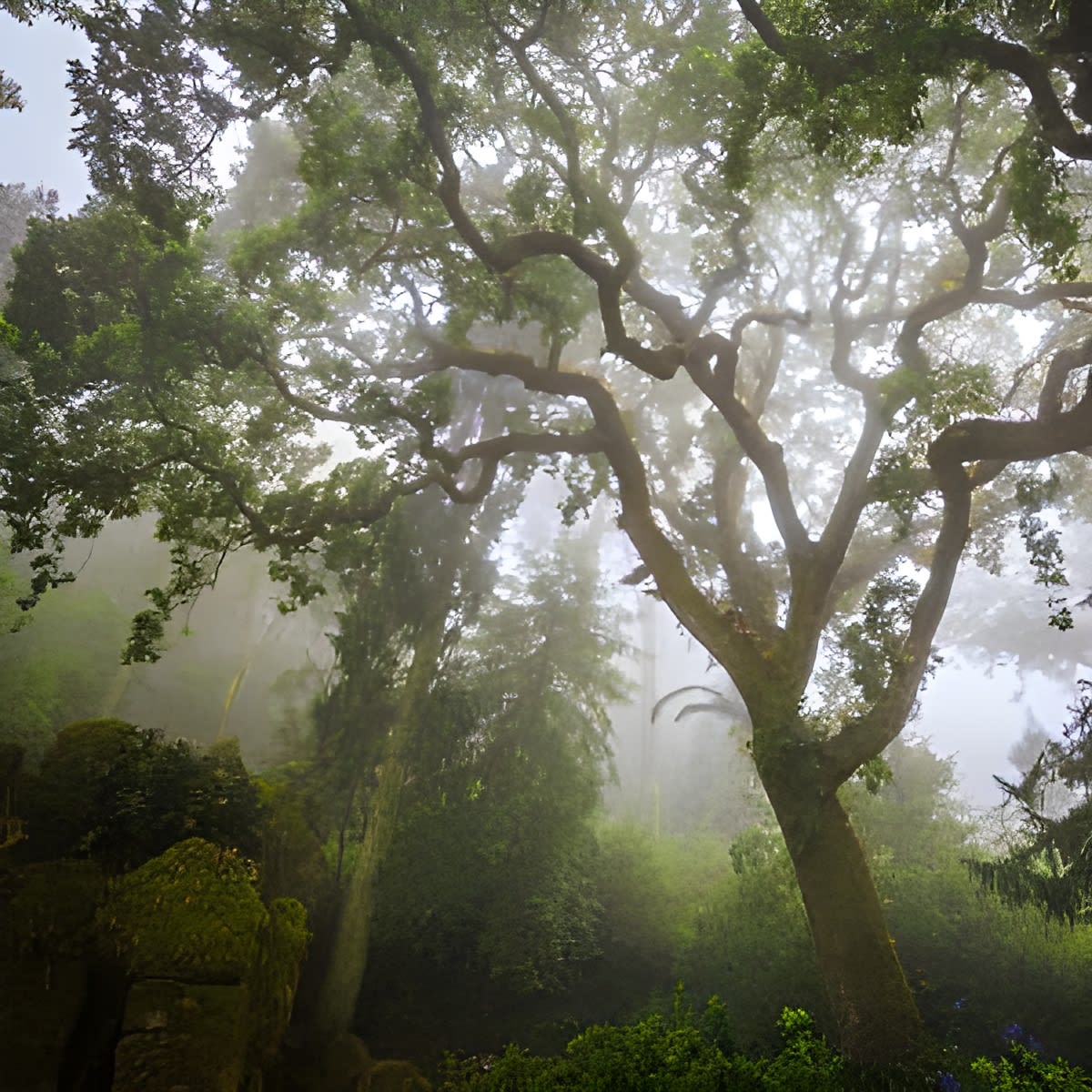 Is fogy in Sintra?