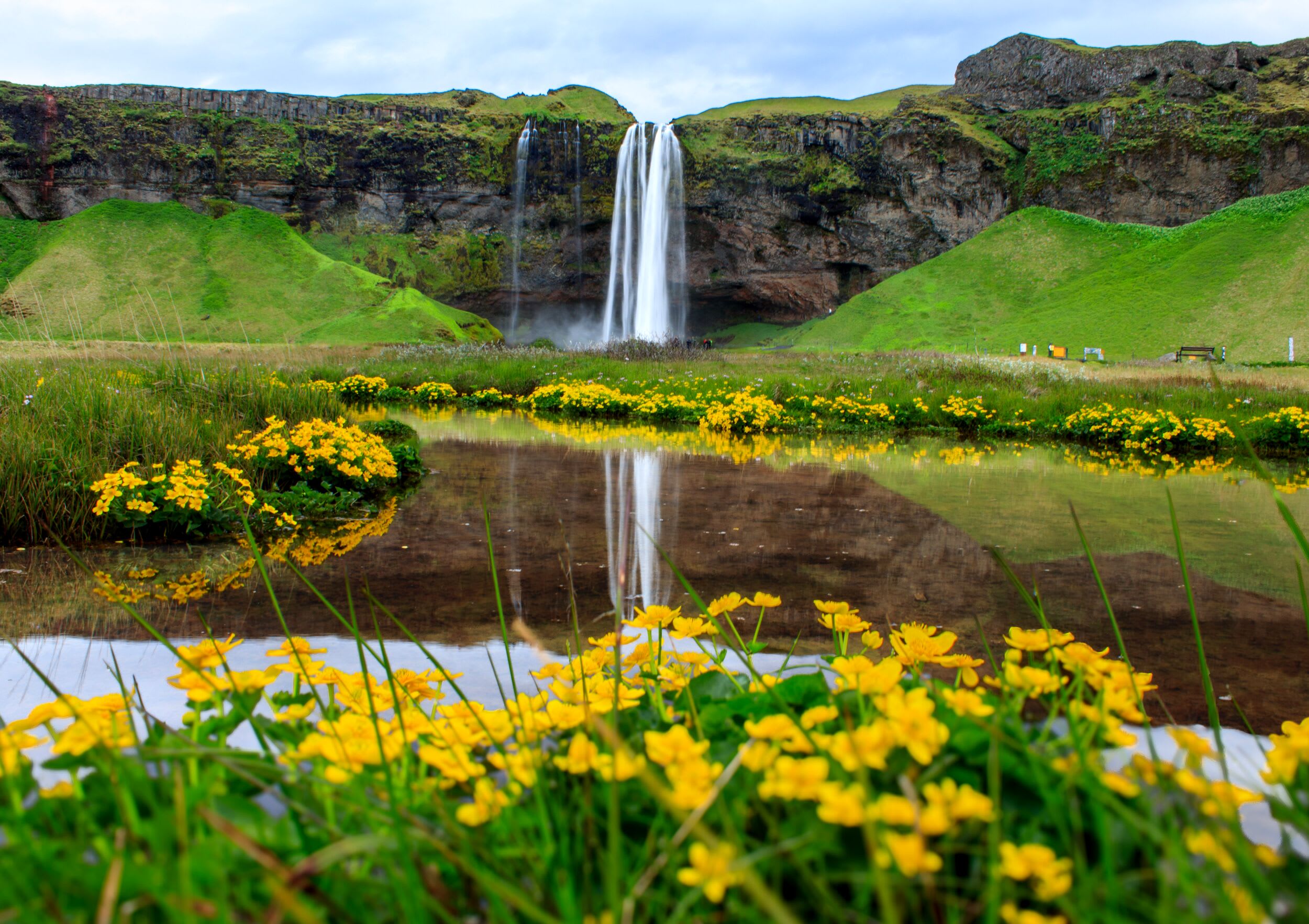 Yellow flours in green grass and pond in front of Seljalandsfoss waterfall in summer
