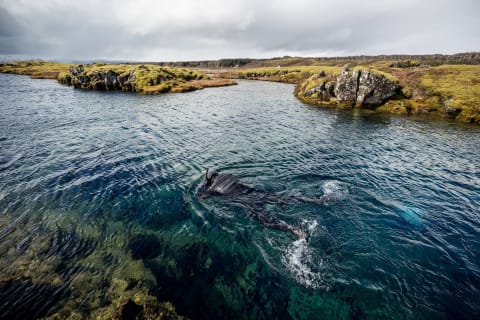 Cover image for the Snorkelling Between The Continents experience