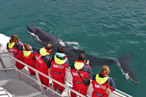 Cover image for the Akureyri Classic Whale Watching Trip experience