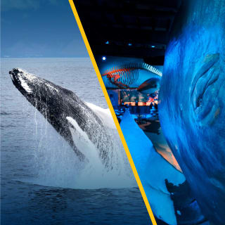 Cover image for the Whale Watching & Whales of Iceland Exhibition experience