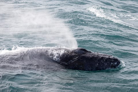 Cover image for the Whale Watching In Reykjavík experience