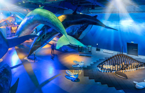 Cover image for the Whales Of Iceland Museum Admission experience