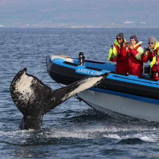 Cover image for the Northern Iceland Whale Safari experience