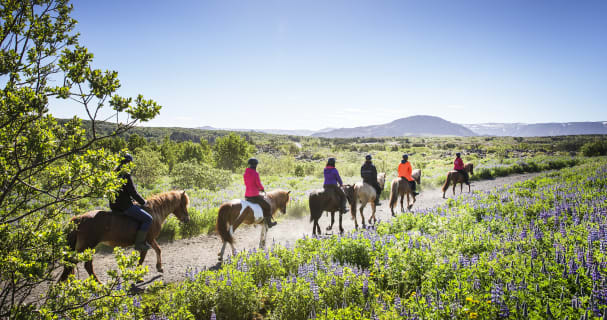 Cover image for the Icelandic Horse Lava Tour experience
