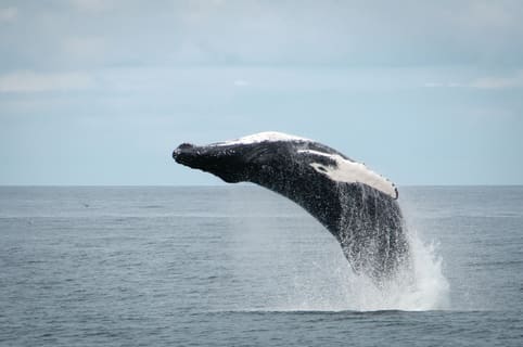 Cover image for the Laxnes & Whale watching experience