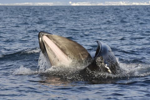 Cover image for the  GOLDEN CIRCLE AND WHALE WATCHING  experience