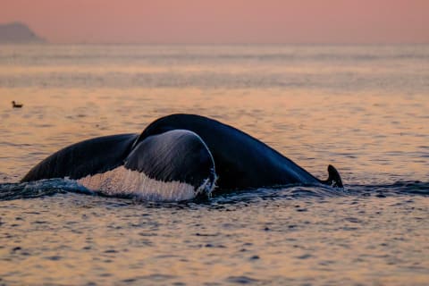 Cover image for the Premium Whales & Midnight Sun experience