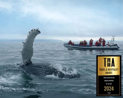 Cover image for the Whales, Puffins & Reykjavík experience