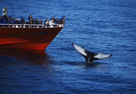 Cover image for the Reykjavík Classic Whale Watching experience