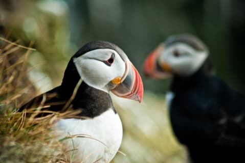 Cover image for the Puffin Express experience