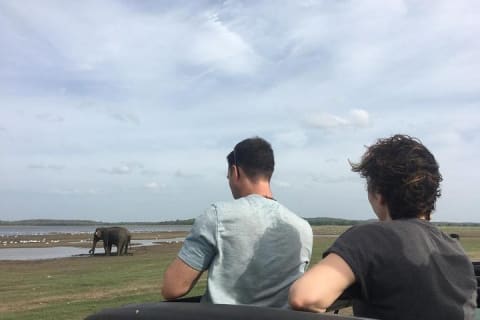 Cover image for the Private Jeep Safari at Minneriya National Park experience