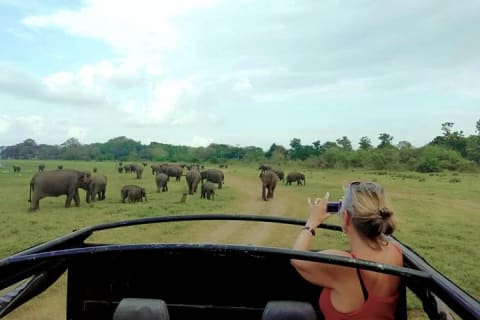 Cover image for the Udawalawe National Park Private Safari experience