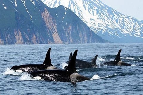 Cover image for the Vancouver Whale Watching Adventure with City tour experience