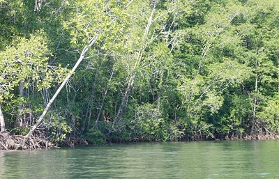 Cover image for the Mangrove -terraba -Sierpe River Tour experience