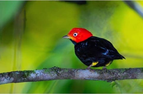 Cover image for the Bird Watching Tour experience