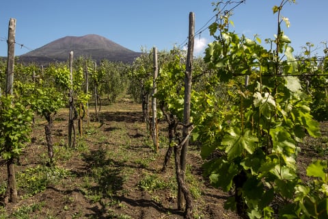 Cover image for the WINE TASTING on Vesuvius tour from Naples - Group Tour experience