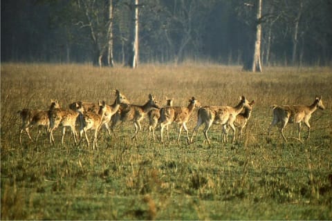 Cover image for the 3 Day Chitwan Jungle exploration Tour from Pokhara experience