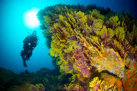 Cover image for the PADI Open Water Diver - First diving brevet experience