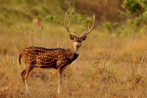 Cover image for the 3 Days Koshi Tappu Wildlife Reserve Tour from Kathmandu experience